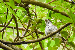 Smithornis capensis cryptoleucus