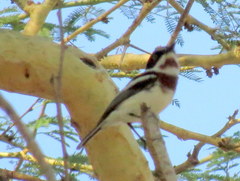 Batis molitor molitor