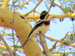 Batis molitor molitor