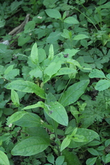 Cynoglossum germanicum