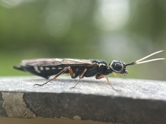Xiphydria maculata