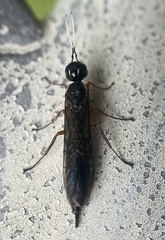 Xiphydria maculata
