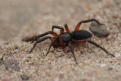 Gnaphosa bicolor