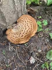 Cerioporus squamosus