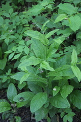 Cynoglossum germanicum