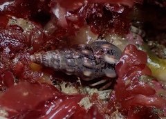 Cerithideopsis californica