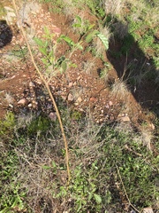 Cullen australasicum