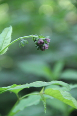 Cynoglossum germanicum