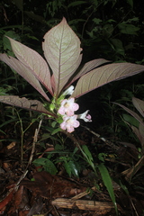 Nautilocalyx bracteatus