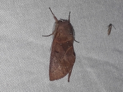 Hemiceras domingonis