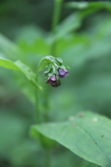 Cynoglossum germanicum