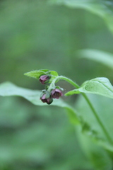 Cynoglossum germanicum