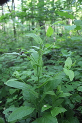 Cynoglossum germanicum