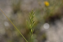 Bromus condensatus
