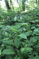 Cynoglossum germanicum