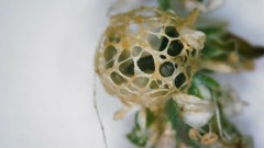 Coniatus tamarisci