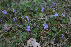 Viola rupestris