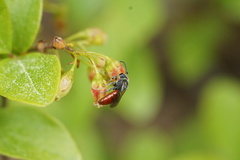 Sphecodes aroniae