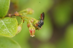 Sphecodes aroniae