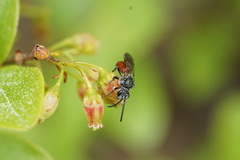 Sphecodes aroniae