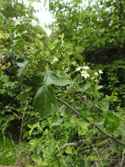 Crataegus pentagyna