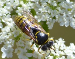 Bicyrtes capnopterus