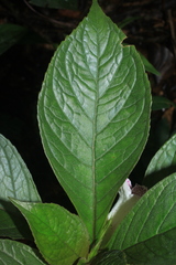 Nautilocalyx bracteatus