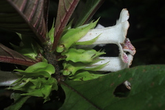 Nautilocalyx bracteatus