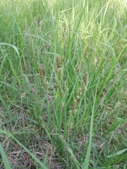 Carex hartmanii