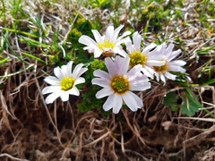Callianthemum kernerianum