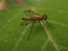 Chrysopilus asiliformis