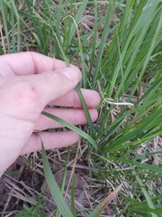 Carex hartmanii