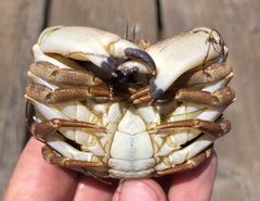 Metacarcinus anthonyi