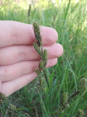 Carex hartmanii