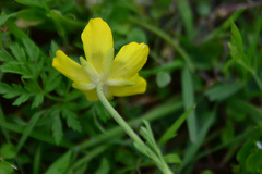 Ranunculus millefoliatus