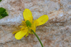 Ranunculus millefoliatus