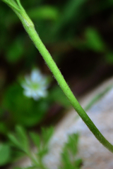 Ranunculus millefoliatus