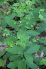 Euphorbia squamosa