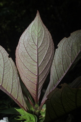 Nautilocalyx bracteatus