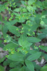 Euphorbia squamosa