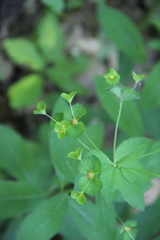 Euphorbia squamosa