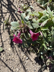 Diplacus constrictus