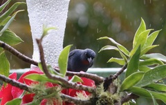 Euneornis campestris