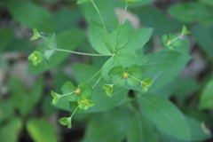 Euphorbia squamosa
