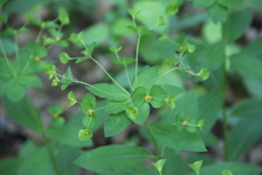 Euphorbia squamosa