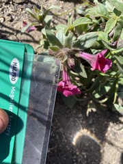 Diplacus constrictus