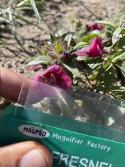 Diplacus constrictus