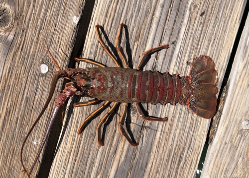 California Spiny Lobster, photo 8 of 8