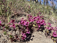 Diplacus constrictus