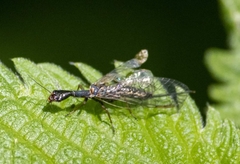 Xanthostigma xanthostigma